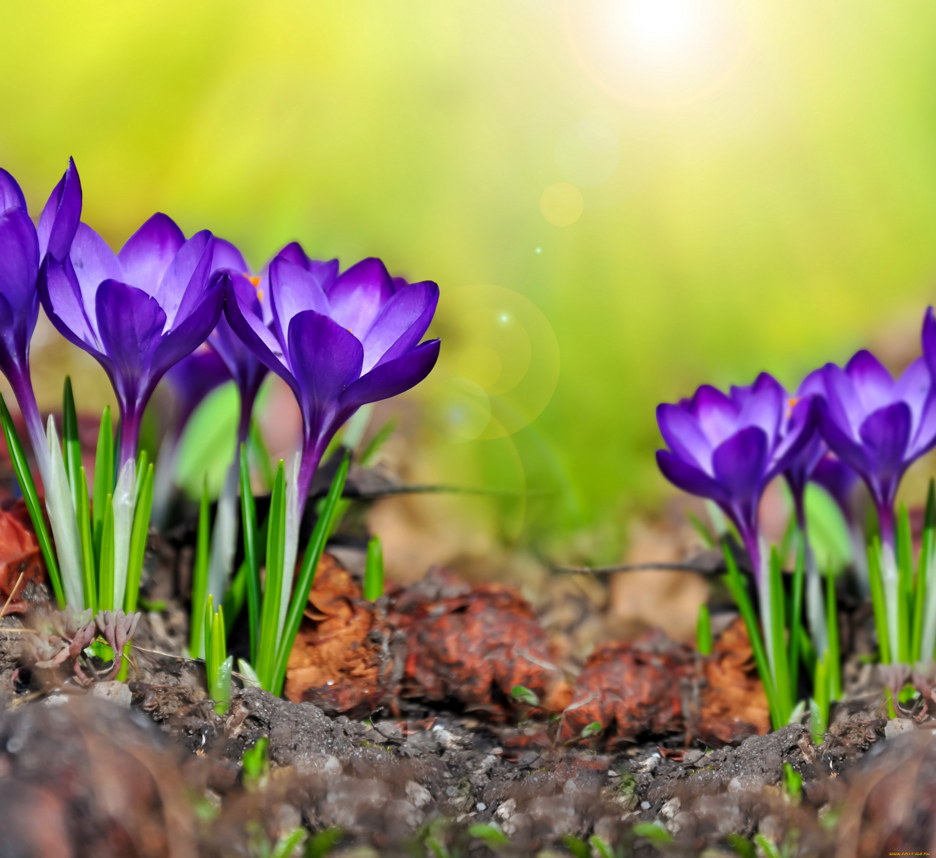 , , spring, flowers, crocus, meadow, purple
